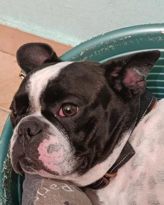 Bulldog francese