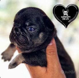 Francese bulldog cucciolo