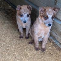 Australian cattle dog/ Pastore australiano