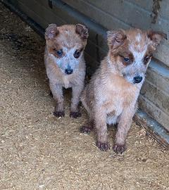 Australian cattle dog/ Pastore australiano