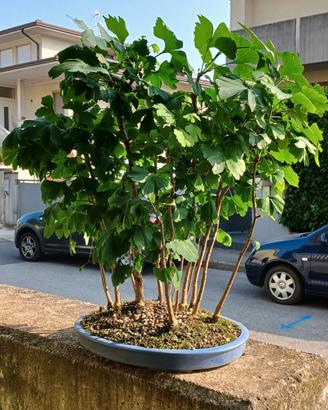 bonsai ginko biloba 