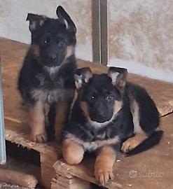 Cuccioli pastori tedeschi