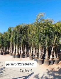 Cocus palme
