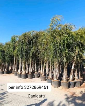 Cocus palme