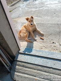 Cucciolo di cane grossa taglia meticcio