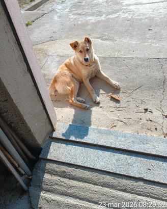 Cucciolo di cane grossa taglia meticcio