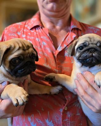 Cuccioli di Carlino con pedigree
