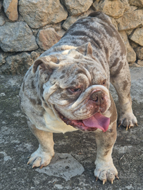 Bulldog inglese stallone esotico per monta