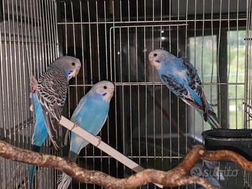 Cocorite selvatiche giovani