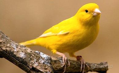 Canarini di vari colori