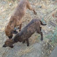 Segugio Maremmano Sulcis