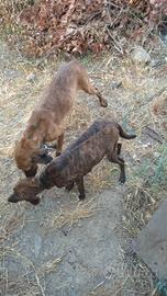 Segugio Maremmano Sulcis