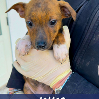 Kiko: cucciolo dolce e affettuoso