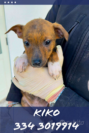 Kiko: cucciolo dolce e affettuoso