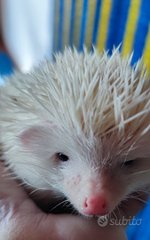 Riccio africano albiventrix