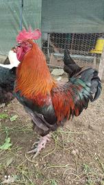 Gallo marans