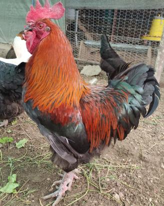 Gallo marans