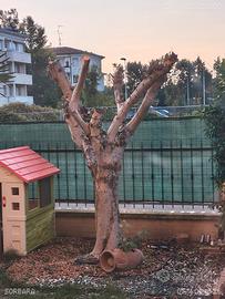 Ulivo ornamentale adulto 