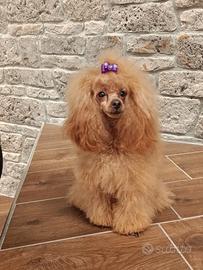 Barboncino toy fulvo con pedigree p ENCI per monta