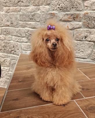 Barboncino toy fulvo con pedigree p ENCI per monta