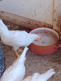 Galline