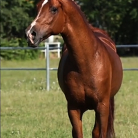 Cavallo puro sangue arabo domato in Vaquera