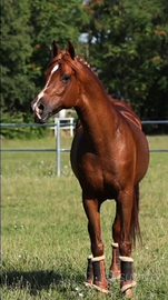 Cavallo puro sangue arabo domato in Vaquera