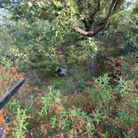 Si vede setter inglese b.n