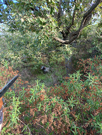 Si vede setter inglese b.n