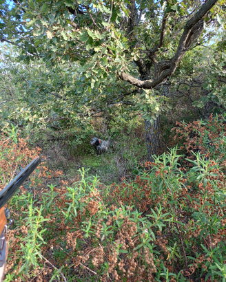 Si vede setter inglese b.n