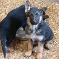 Cuccioli Pastore tedesco