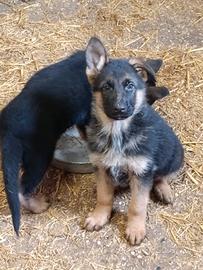 Cuccioli Pastore tedesco