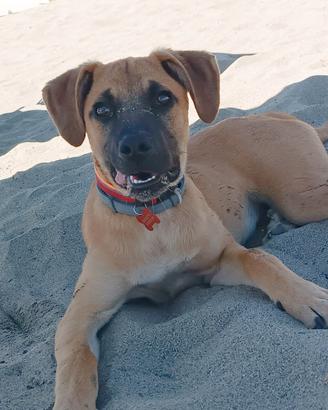 Affido cane