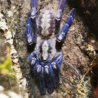 Poechilotheria Metallica femmina + 20 sling