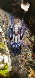 Poechilotheria Metallica femmina + 20 sling