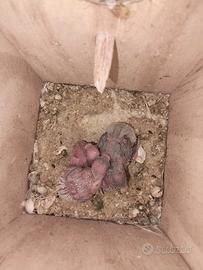 Cocoriti appena nati