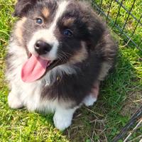 Australian shepherd pastore australiano