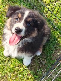 Australian shepherd pastore australiano
