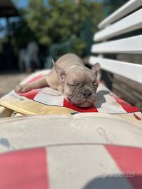 Bulldog francesi colorazione rarissima TOP prezzo