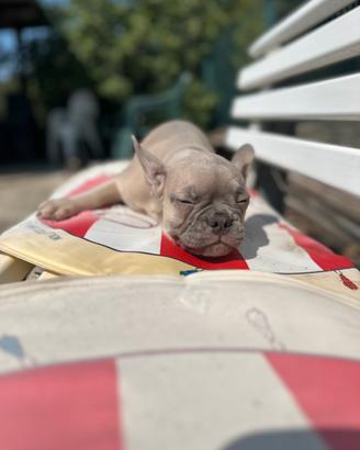 Bulldog francesi colorazione rarissima TOP prezzo