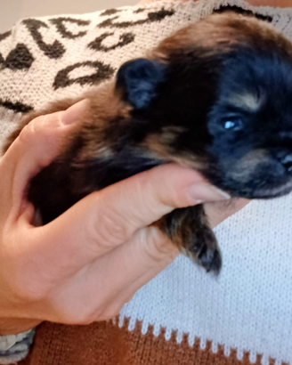 Spitz tedesco nano / Volpino di pomerania
