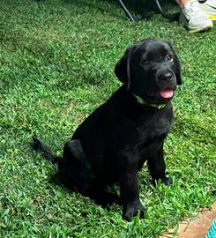 Labrador retriever