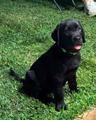Labrador retriever