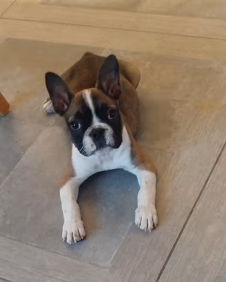 Bulldog francese