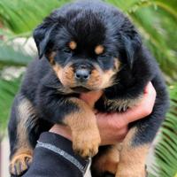 Rottweiler cuccioli