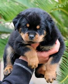 Rottweiler cuccioli