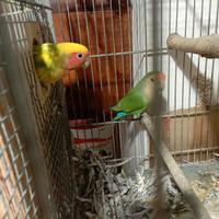 Coppia di inseparabili