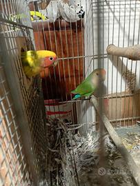 Coppia di inseparabili