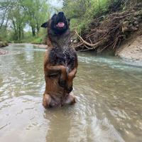 Pastore belga malinois