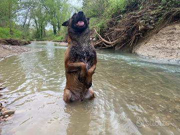 Pastore belga malinois
